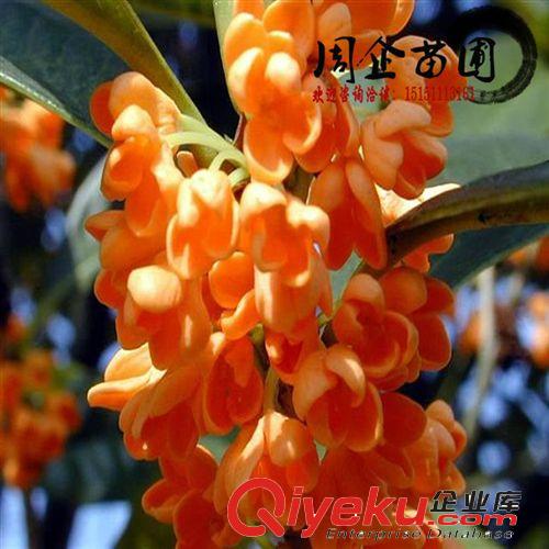 批發桂花樹苗 桂花小苗10-100cm 丹桂/四季桂/狀元紅 規格齊全原始圖片3