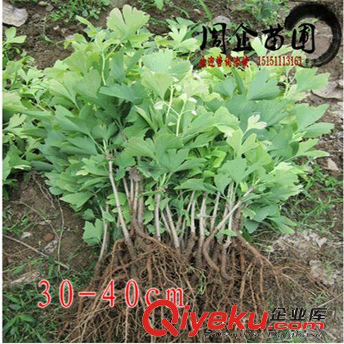 批發桂花樹苗 桂花小苗10-100cm 丹桂/四季桂/狀元紅 規格齊全