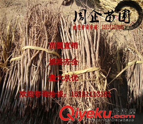 批發(fā)銀杏苗 綠化苗木 銀杏小苗 白果苗 銀杏樹苗 規(guī)格齊全原始圖片3