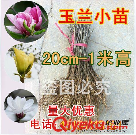 批發(fā) 榆葉梅 榆葉梅苗 苗木基地直銷 周企苗木公司 綠化工程