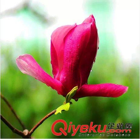 批發(fā)玉蘭苗 白玉蘭 玉蘭樹苗  紫玉蘭 紅玉蘭 品種大小齊全原始圖片3