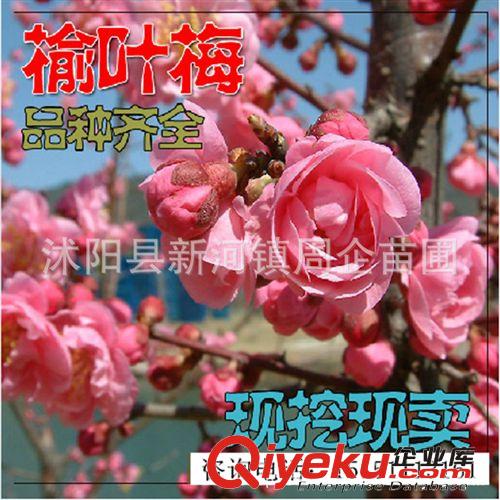 批發 榆葉梅 榆葉梅苗 苗木基地直銷 周企苗木公司 綠化工程