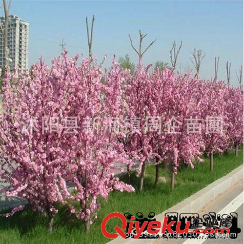 批發(fā) 榆葉梅 榆葉梅苗 苗木基地直銷 周企苗木公司 綠化工程原始圖片2