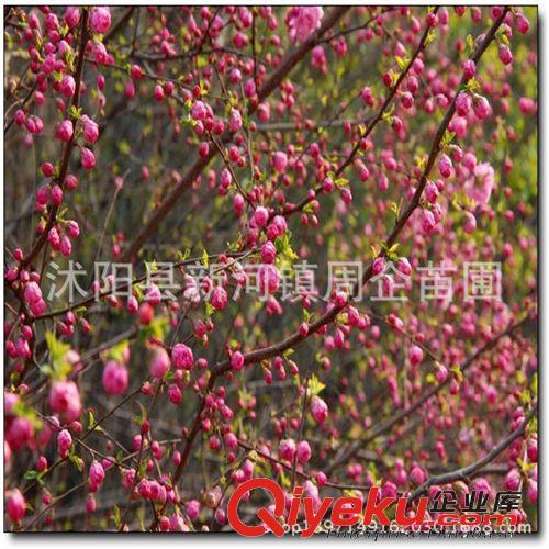 批發(fā) 榆葉梅 榆葉梅苗 苗木基地直銷 周企苗木公司 綠化工程原始圖片3