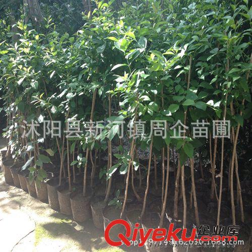 苗圃直銷 流蘇樹苗苗木 油根子 油棘子 嫁接桂花用流蘇小苗批發