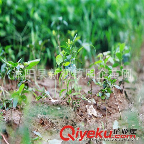 苗圃直銷 流蘇樹苗苗木 油根子 油棘子 嫁接桂花用流蘇小苗批發(fā)原始圖片3
