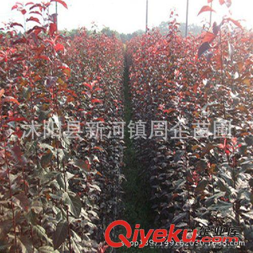批發(fā)紅葉李小苗 紫葉李種苗 根系發(fā)達(dá) 綠化苗木 10棵起批 苗圃苗原始圖片3