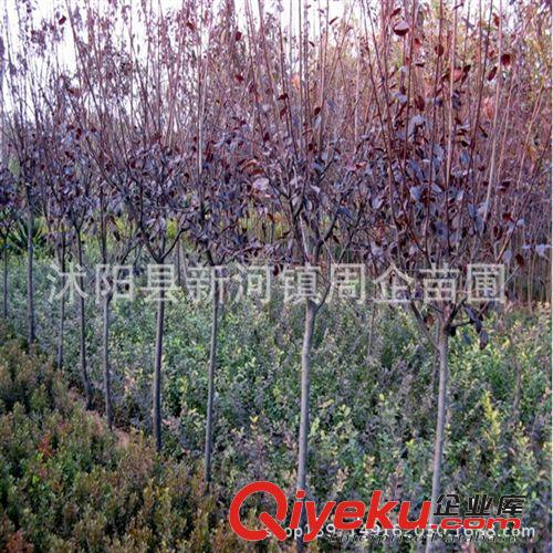 苗圃供應彩色綠化苗木紅葉李苗 紫葉李苗 紫葉李樹苗 規格齊全