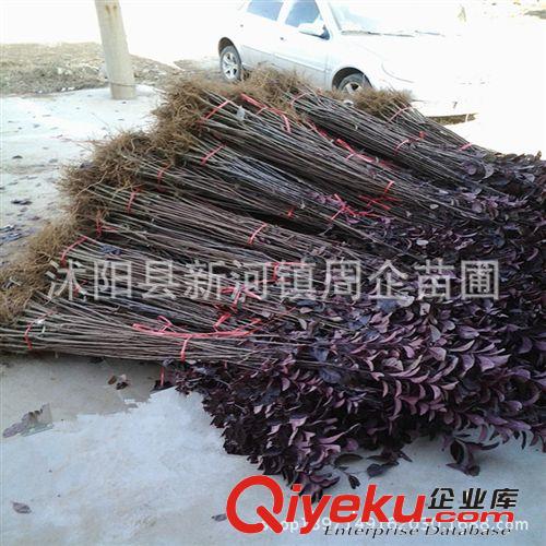 苗圃供應(yīng)彩色綠化苗木紅葉李苗 紫葉李苗 紫葉李樹苗 規(guī)格齊全原始圖片2