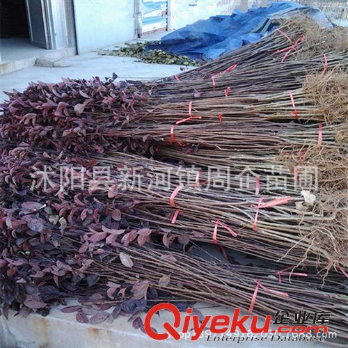 苗圃供應(yīng)彩色綠化苗木紅葉李苗 紫葉李苗 紫葉李樹苗 規(guī)格齊全原始圖片3