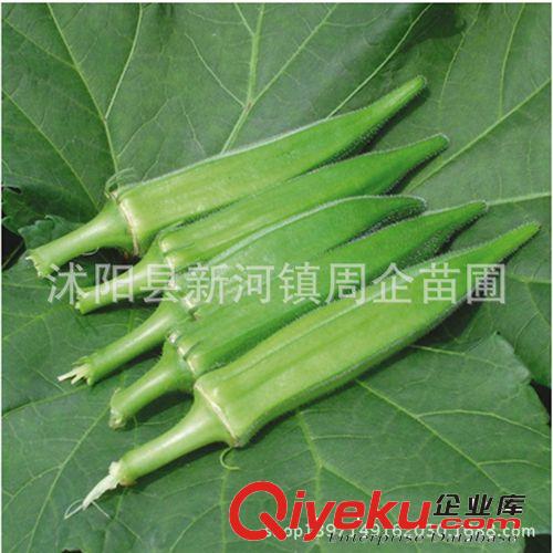 批發(fā)秋葵種子楊貴妃黃秋葵東京五角綠秋葵bs菜保健蔬菜原始圖片2