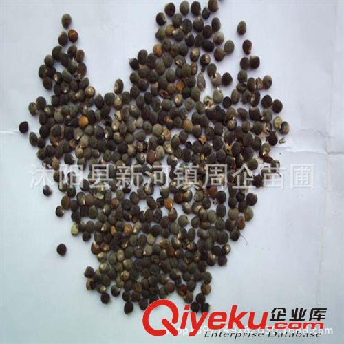 批發(fā)秋葵種子楊貴妃黃秋葵東京五角綠秋葵bs菜保健蔬菜原始圖片3