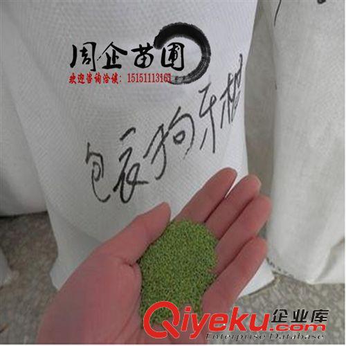 批發進口草坪種子 百慕大草坪種子 包衣防沙固土 狗牙根草坪籽