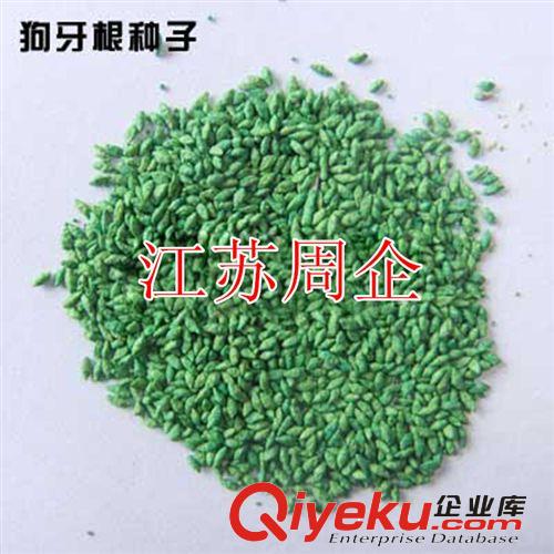 批發(fā)進(jìn)口草坪種子 百慕大草坪種子 包衣防沙固土 狗牙根草坪籽原始圖片2