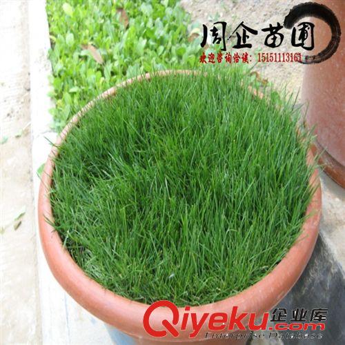 批發(fā)進(jìn)口草坪種子 百慕大草坪種子 包衣防沙固土 狗牙根草坪籽原始圖片3