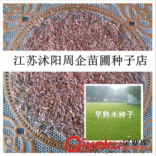 批發(fā)早熟禾草坪 無需修剪四季青草籽 早熟禾種子 根系發(fā)達(dá) 早熟禾原始圖片2