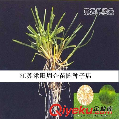 批發(fā)早熟禾草坪 無需修剪四季青草籽 早熟禾種子 根系發(fā)達(dá) 早熟禾原始圖片3