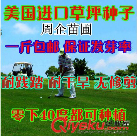 批發優質四季青種子 四季青草坪種子 庭院別墅草皮種子 發芽率高原始圖片2