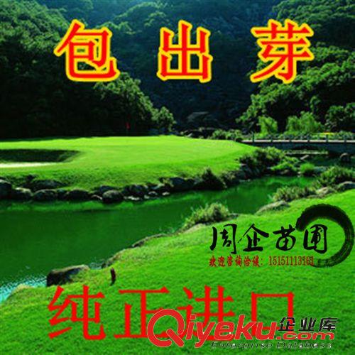 批發優質四季青種子 四季青草坪種子 庭院別墅草皮種子 發芽率高原始圖片3