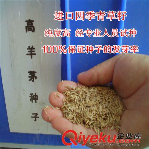 供應進口草坪種子 高羊茅種子 抗寒耐旱 銷售高羊茅草種 量大批發