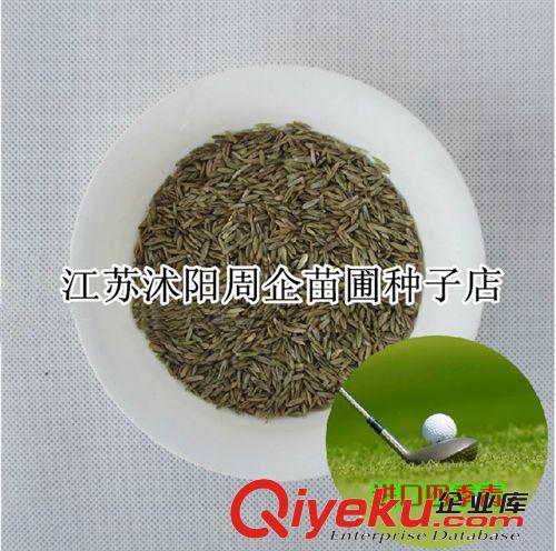 供應進口草坪種子 高羊茅種子 抗寒耐旱 銷售高羊茅草種 量大批發原始圖片2