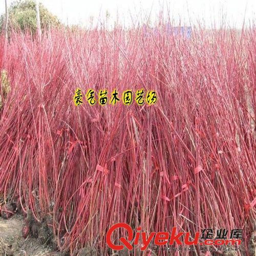 tj園林綠化苗木紅瑞木苗子紅馬球樹苗