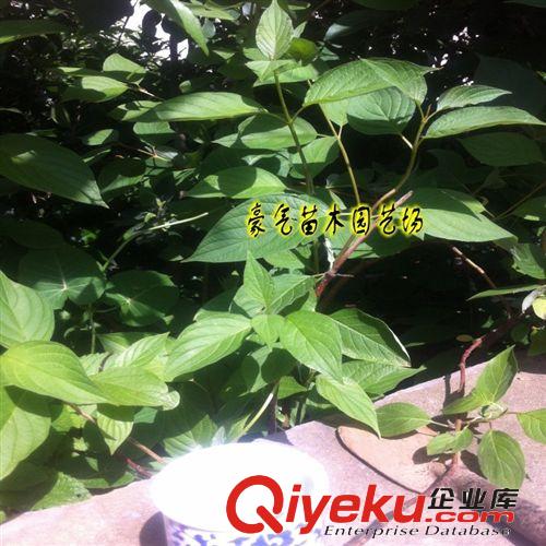 tj園林綠化苗木紅瑞木苗子紅馬球樹苗原始圖片2
