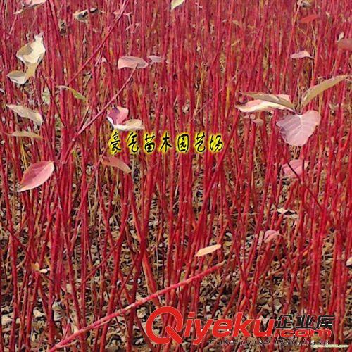 tj園林綠化苗木紅瑞木苗子紅馬球樹苗原始圖片3