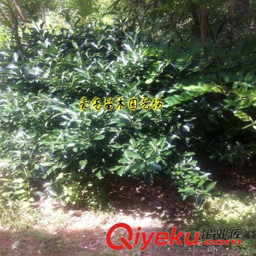 tj園林綠化苗木紅瑞木苗子紅馬球樹苗