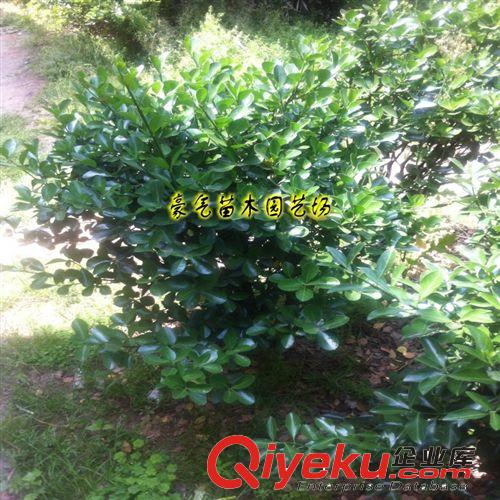 tj出售冬青床苗小苗大葉黃楊苗冬青球原始圖片2