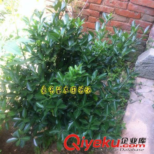 tj出售冬青床苗小苗大葉黃楊苗冬青球原始圖片3
