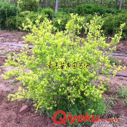 tj盆栽金葉女貞球小苗彩色綠化苗木批發(fā)黃葉女貞小苗原始圖片3