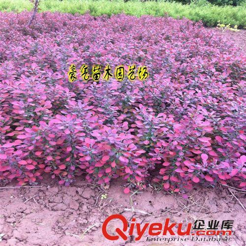 批發道路工程小區庭院綠化籬笆紅葉小檗小苗紅葉小波苗原始圖片3