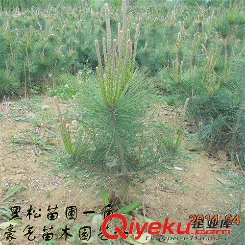 批發道路工程小區庭院綠化籬笆紅葉小檗小苗紅葉小波苗