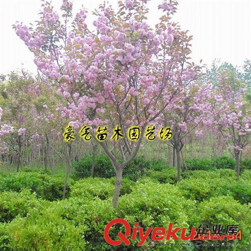 tj盆栽花卉植物日本海棠苗日本海棠花苗1-10年苗