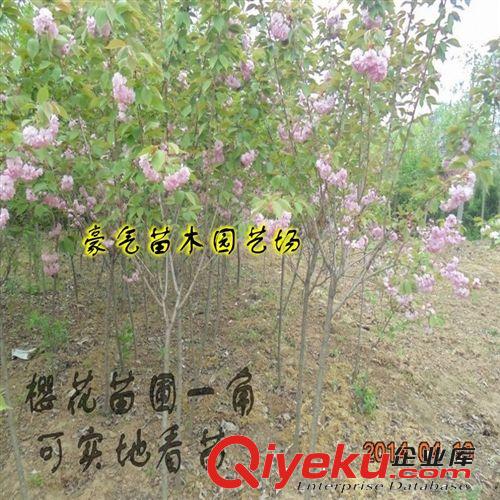 批發供應進口日本櫻花種子 花卉種子 綠化苗木 櫻花苗 櫻花小苗原始圖片2