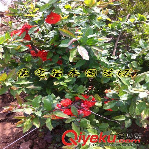 tj盆栽花卉植物日本海棠苗日本海棠花苗1-10年苗原始圖片2