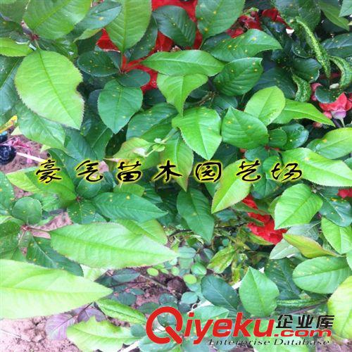 tj盆栽花卉植物日本海棠苗日本海棠花苗1-10年苗原始圖片3
