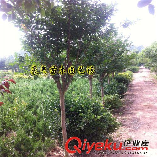 tj出售綠化苗木紅瑞木苗子紅馬球樹苗