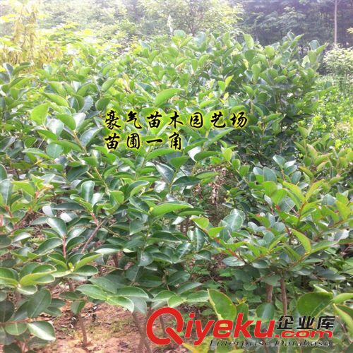 庭院/別墅綠化苗木紅花紫薇樹苗紫薇小苗紫薇苗美化苗根系壯原始圖片2
