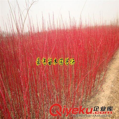 tj出售綠化苗木紅瑞木苗子紅馬球樹苗原始圖片3
