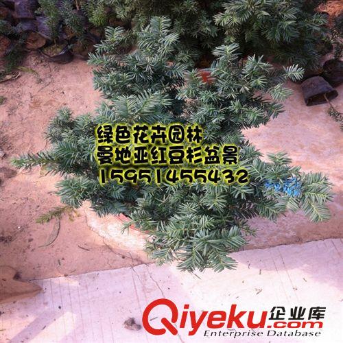 tj批發盆栽花卉植物曼地亞紅豆杉樹苗盆景紅豆杉種子原始圖片2