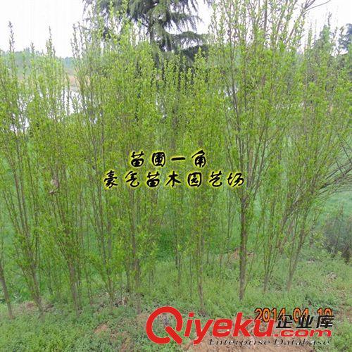 tj盆栽中藥材綠化苗木杜仲小樹(shù)苗植物15951455432