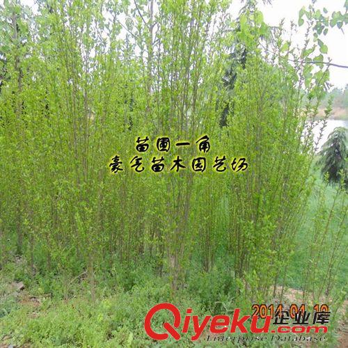 tj盆栽庭院護坡園林綠化花卉木槿花苗木槿樹苗木槿小苗原始圖片3