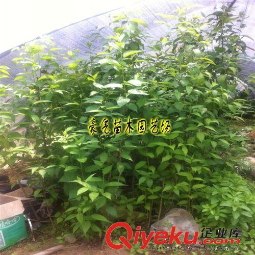 tj批發(fā)綠化苗木花卉苗子灑金柏樹苗灑金柏苗種子