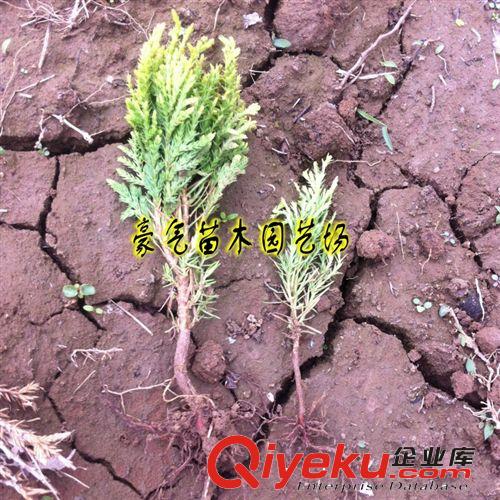 tj批發(fā)綠化苗木花卉苗子灑金柏樹苗灑金柏苗種子原始圖片2