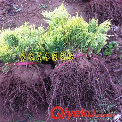 tj批發(fā)綠化苗木花卉苗子灑金柏樹苗灑金柏苗種子原始圖片3