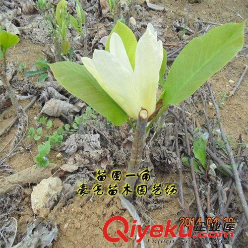 tj盆栽花卉植物紫黃白玉蘭樹(shù)苗山玉蘭花苗原始圖片2