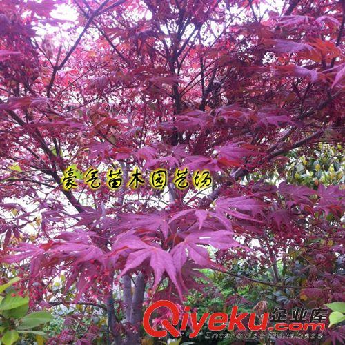 tj盆栽花卉植物紫黃白玉蘭樹(shù)苗山玉蘭花苗