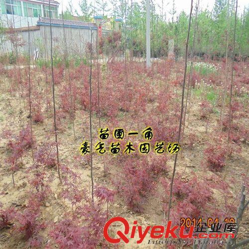 tj盆栽觀葉花卉嫁接紅楓花苗紅楓種子